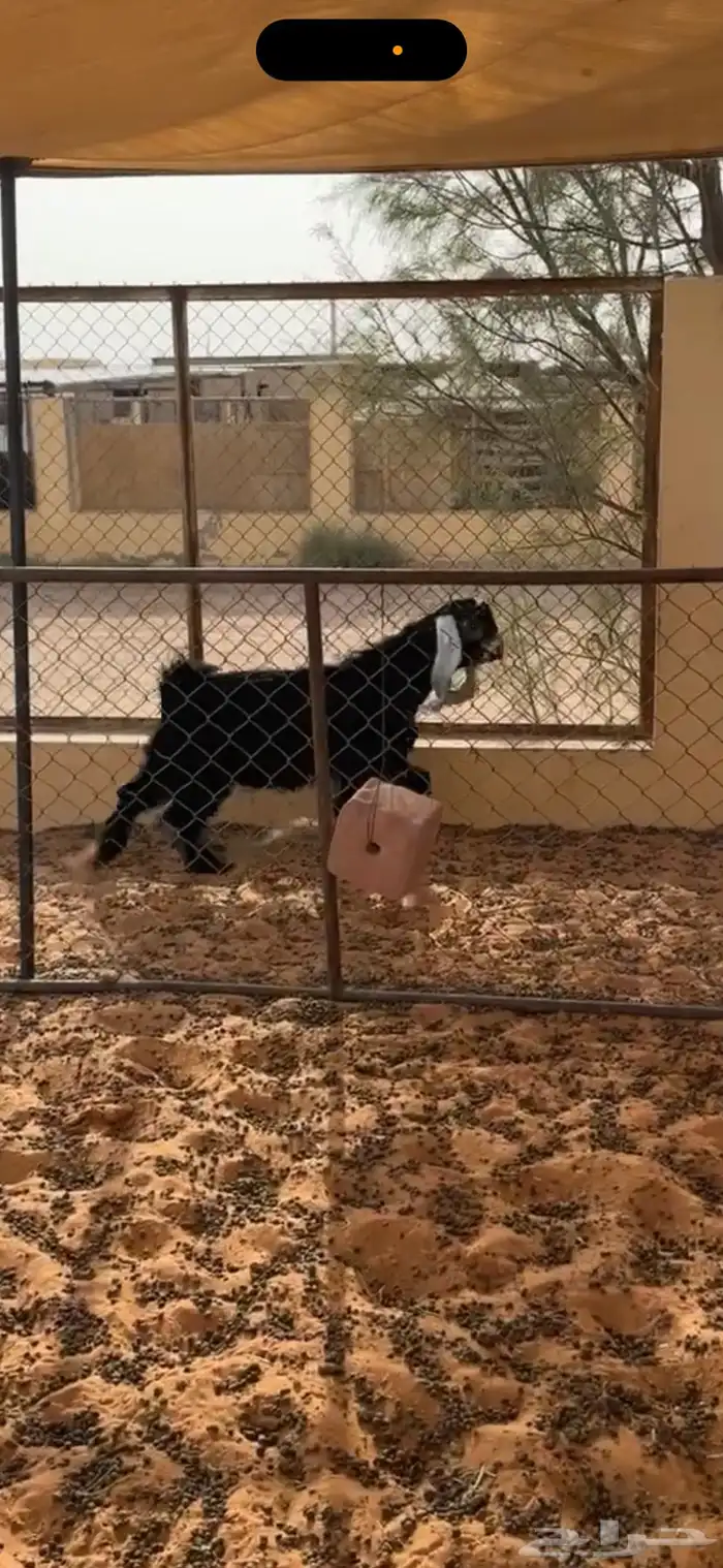 تيس 3