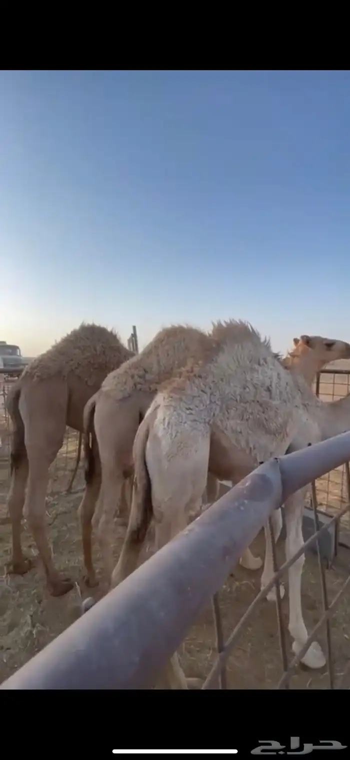للبيع حيران فاخره 0