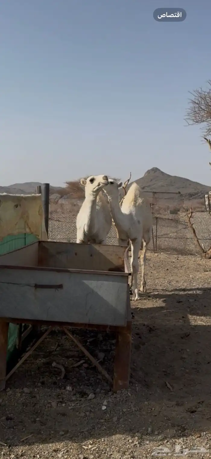 البيع حشوا قعدان. اعماره من 5 وفوق. 0