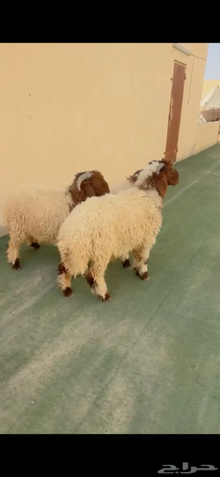 طليان نعيم الريآض حي الشفآء آي مكان في ذبح باقي ثلاثه 1