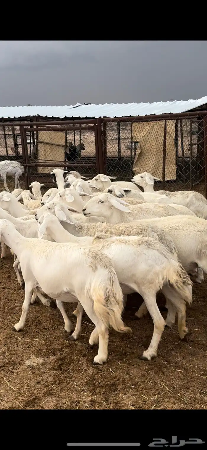 تم البييع 3