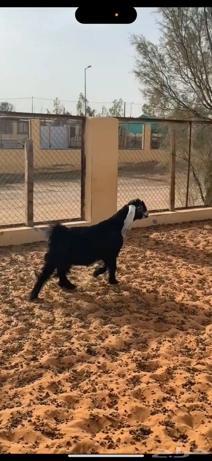 تيس 0