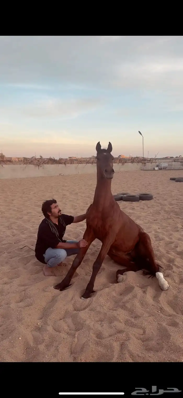 خيل عربي ورق 3