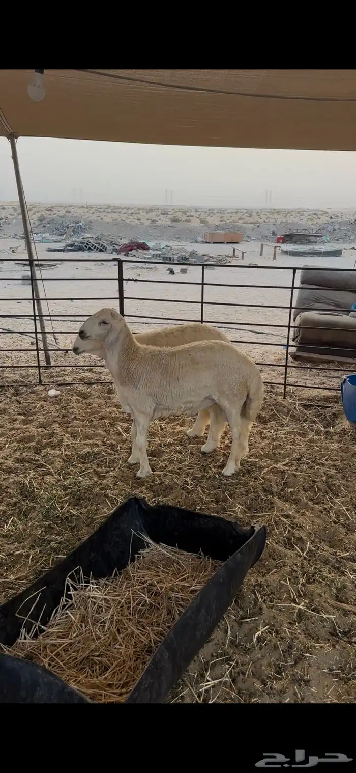 رخال وطليان حريات 3