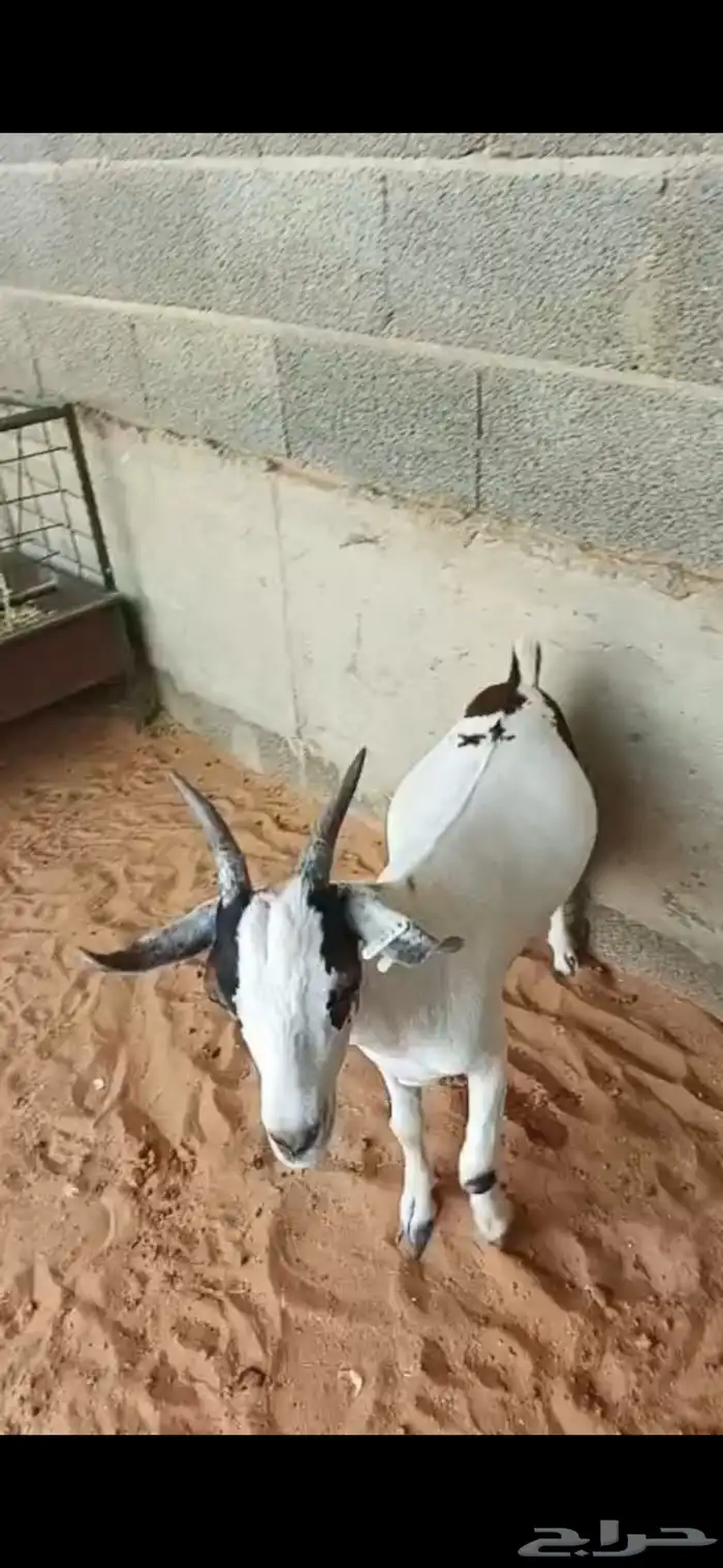 تيوس يمنيه مرابي و شرط لحمه بيضاء ((جذعان )) علف نظيف 0
