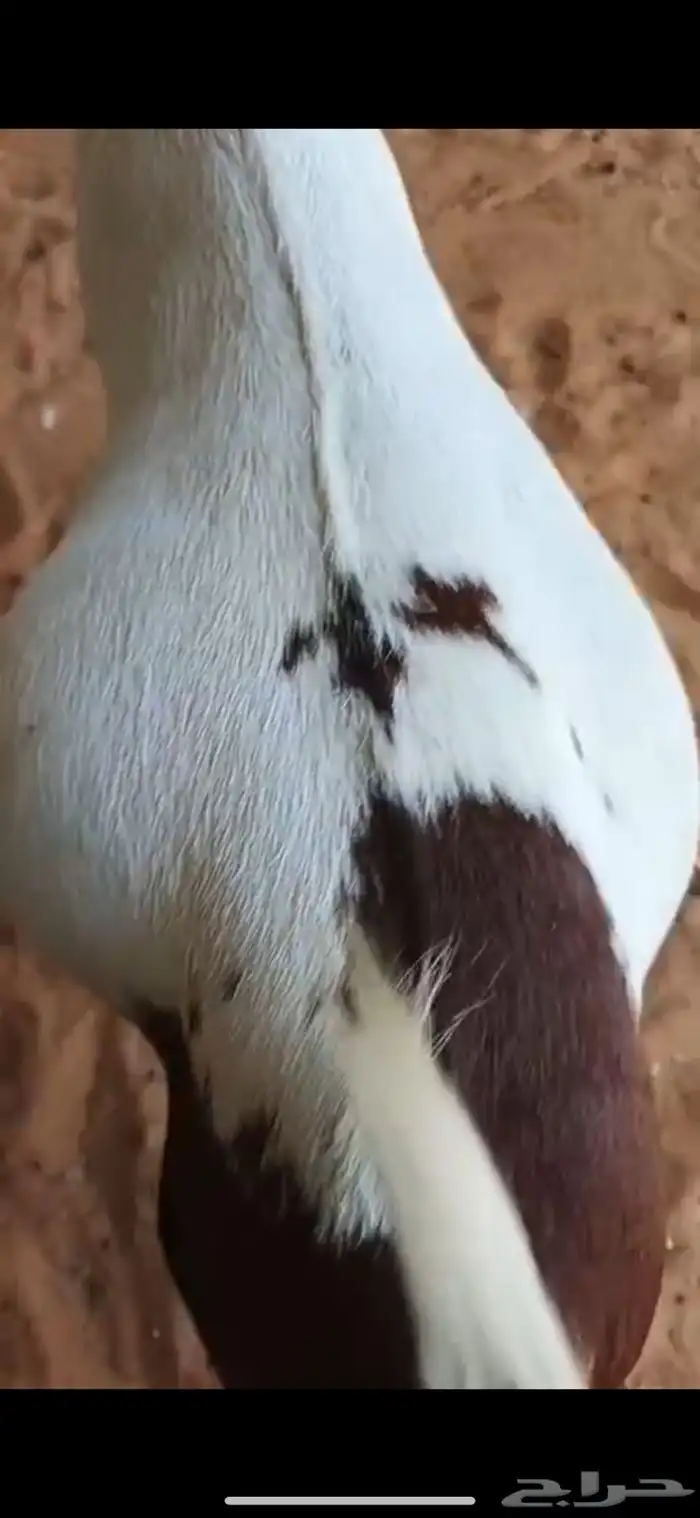 تيوس يمنيه مرابي و شرط لحمه بيضاء ((جذعان )) علف نظيف 3