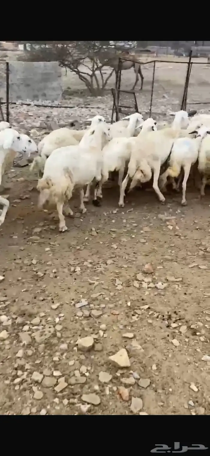 ضأن للبيع 2