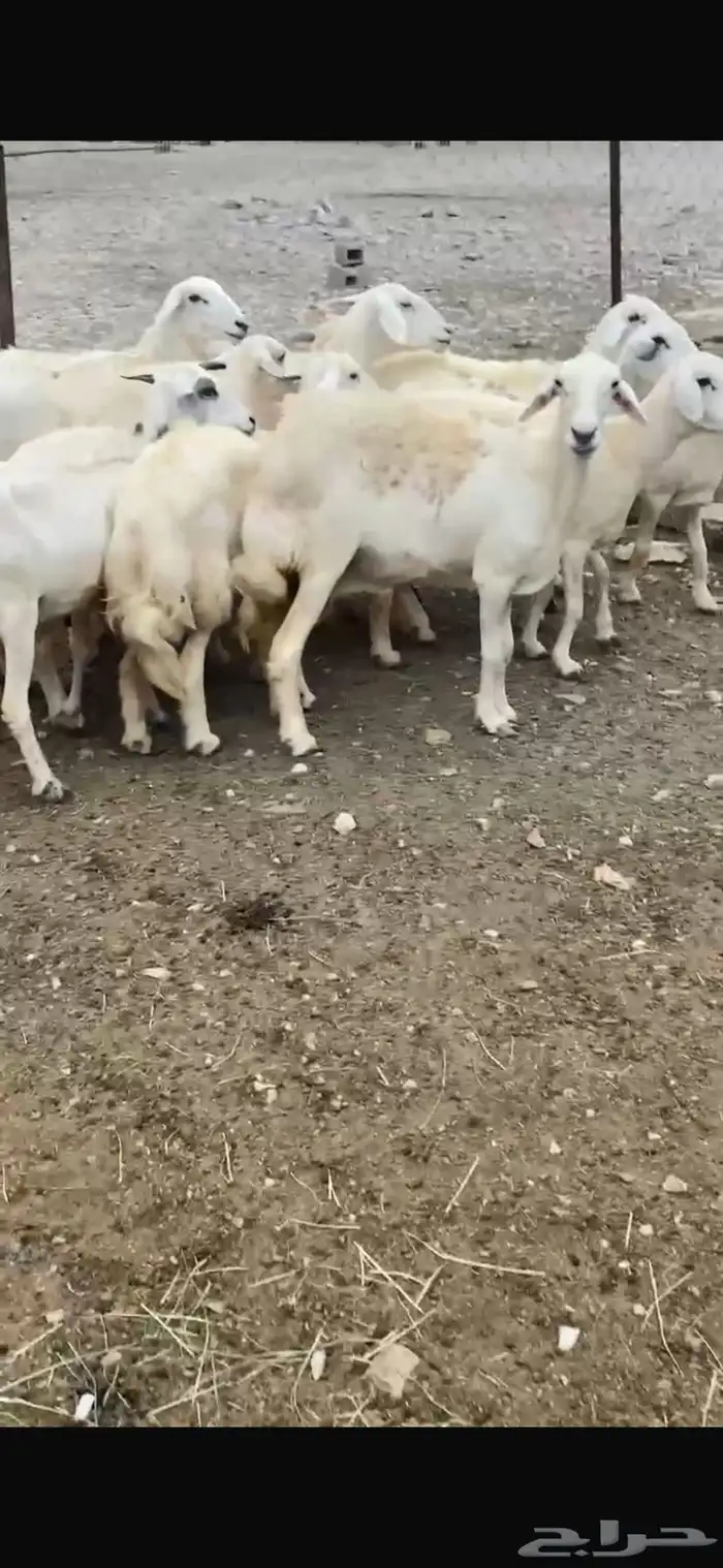 ضأن للبيع 1