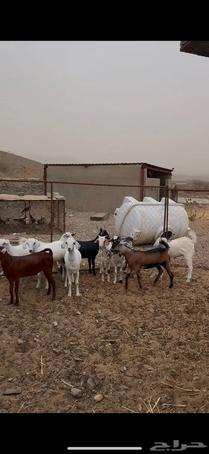القنفذه سبت الجاره 1