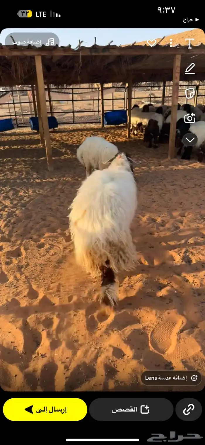 طليان نعيم جبر ( بلدي) 0