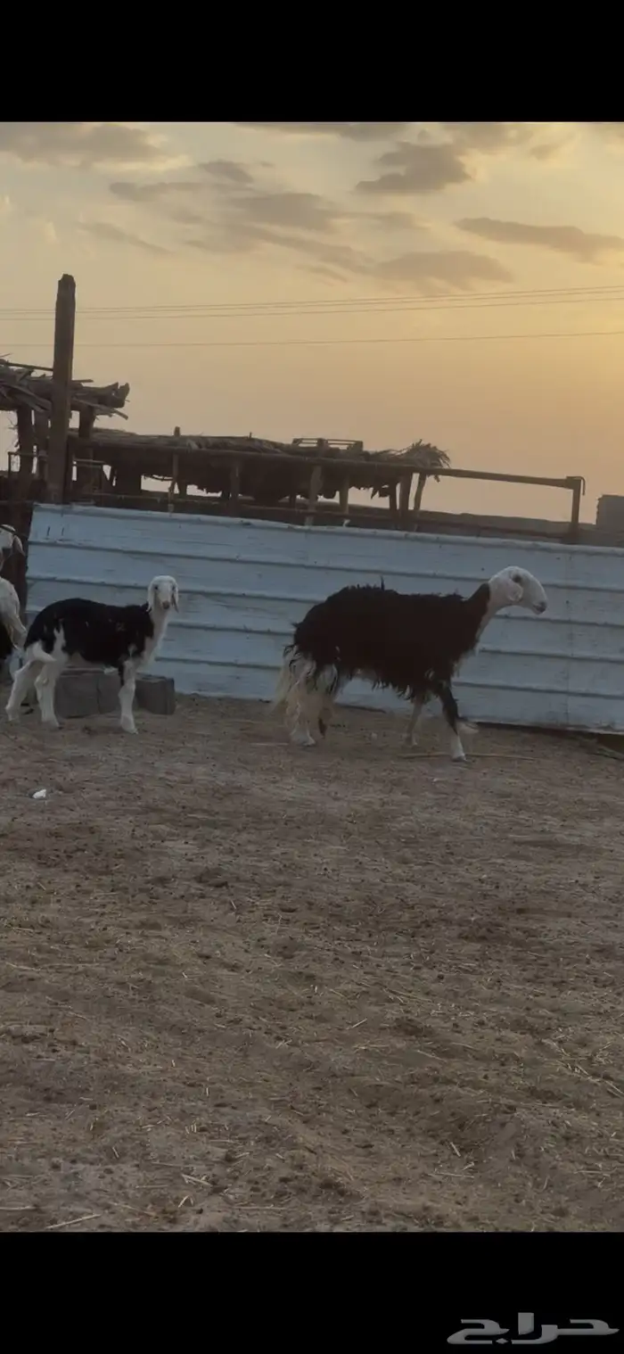 متابيع نجد أسنان وادي الدواسر السليل 2