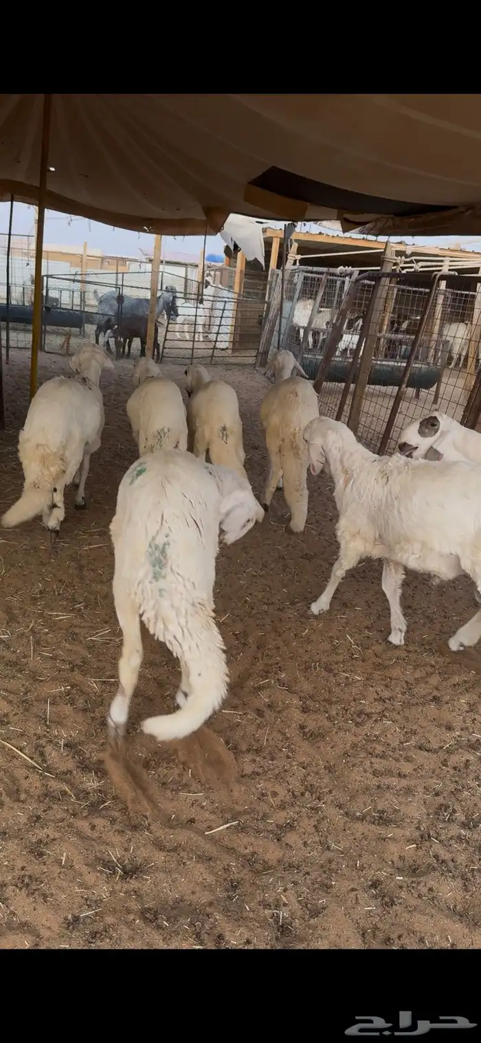 سواكن مرابي جذعان 1