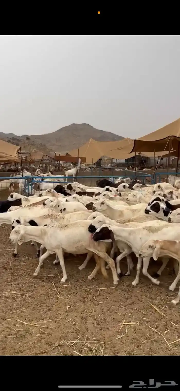 غنم سواكني دمازين دفيع قريب ولادة 3