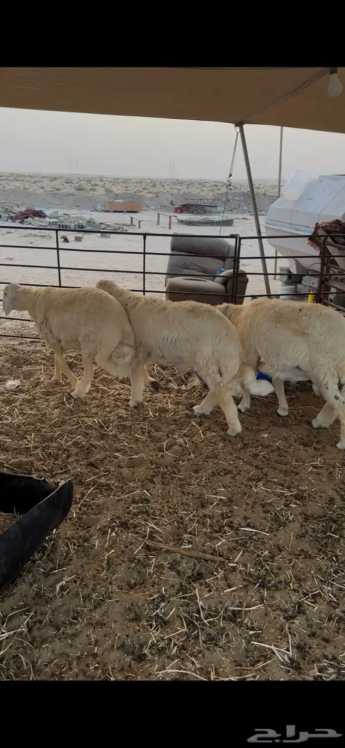 رخال وطليان حريات 6