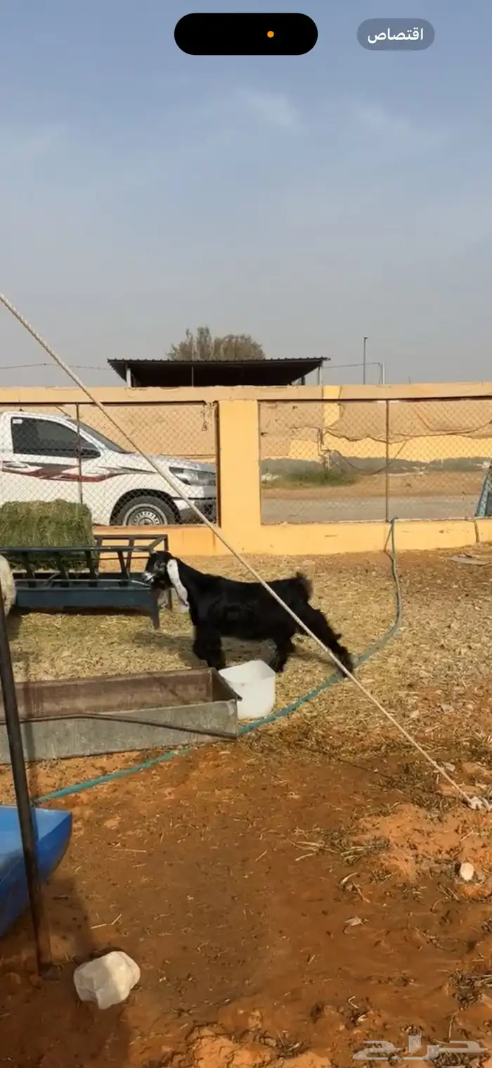 تيس 2