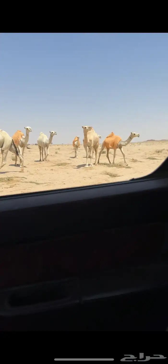 ذود وضح 3