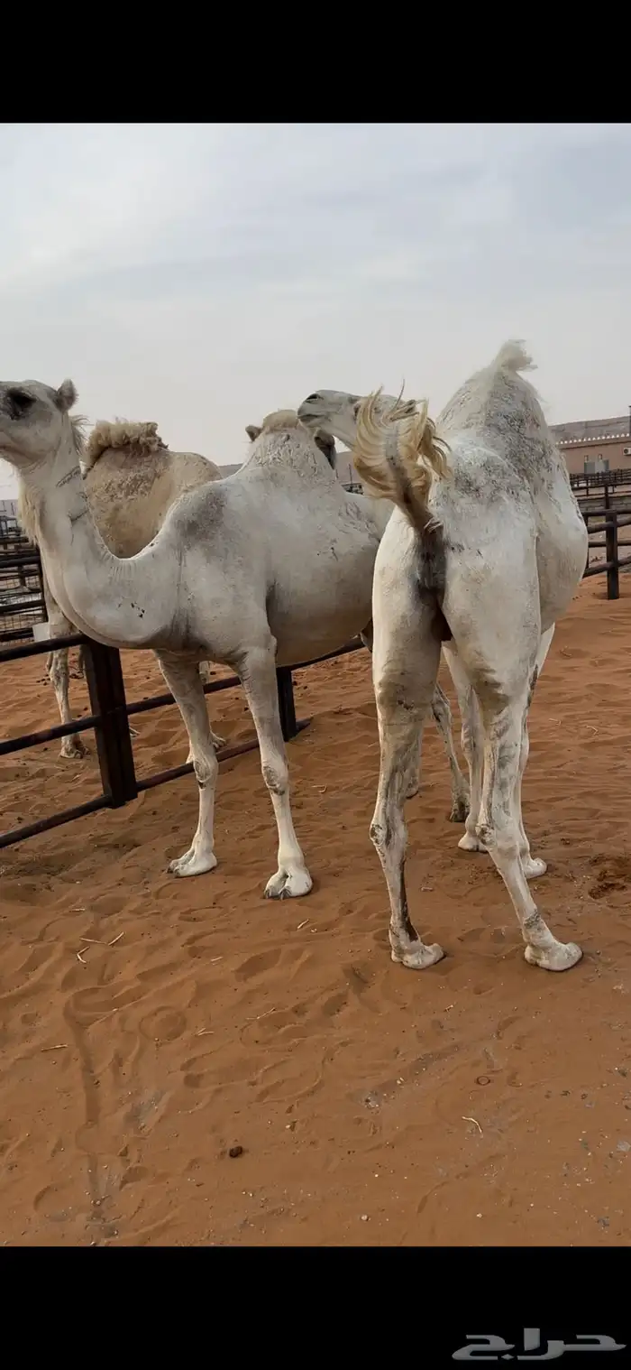 اللقحات وضح طيبة 9