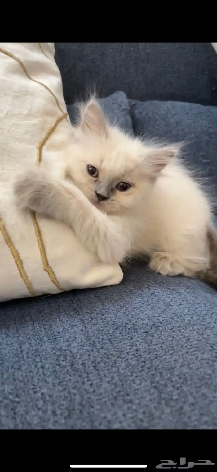 قطه ragdoll للبيع 1