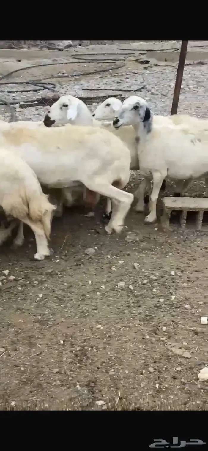 ضأن للبيع 6