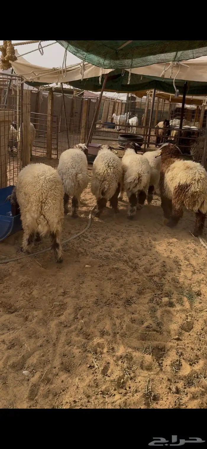 ذبايح نعيم بلدي 0