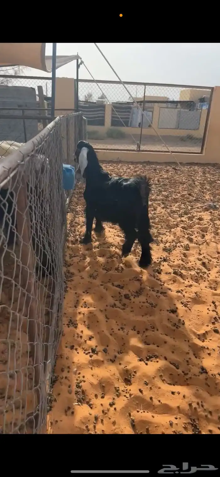 تيس 1