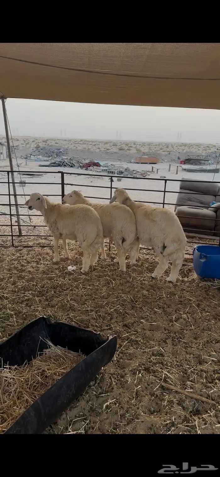 رخال وطليان حريات 5