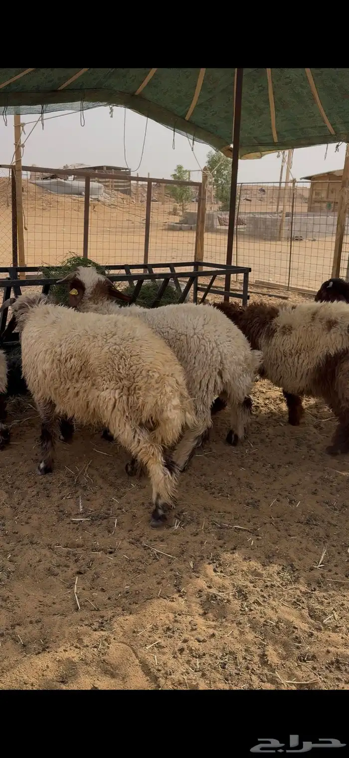 ذبايح نعيم بلدي 2