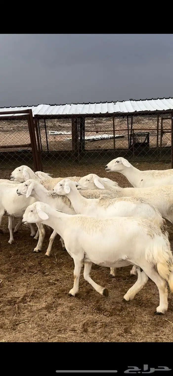 تم البييع 0
