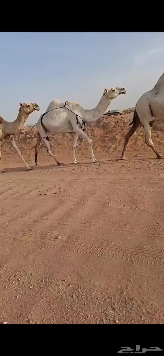 ضروبه سديس 1