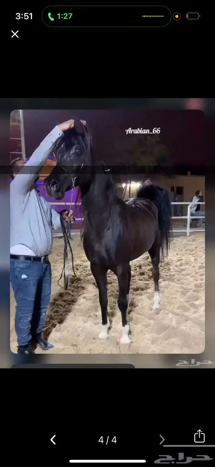 حصان عربي اصيل أوراق 7
