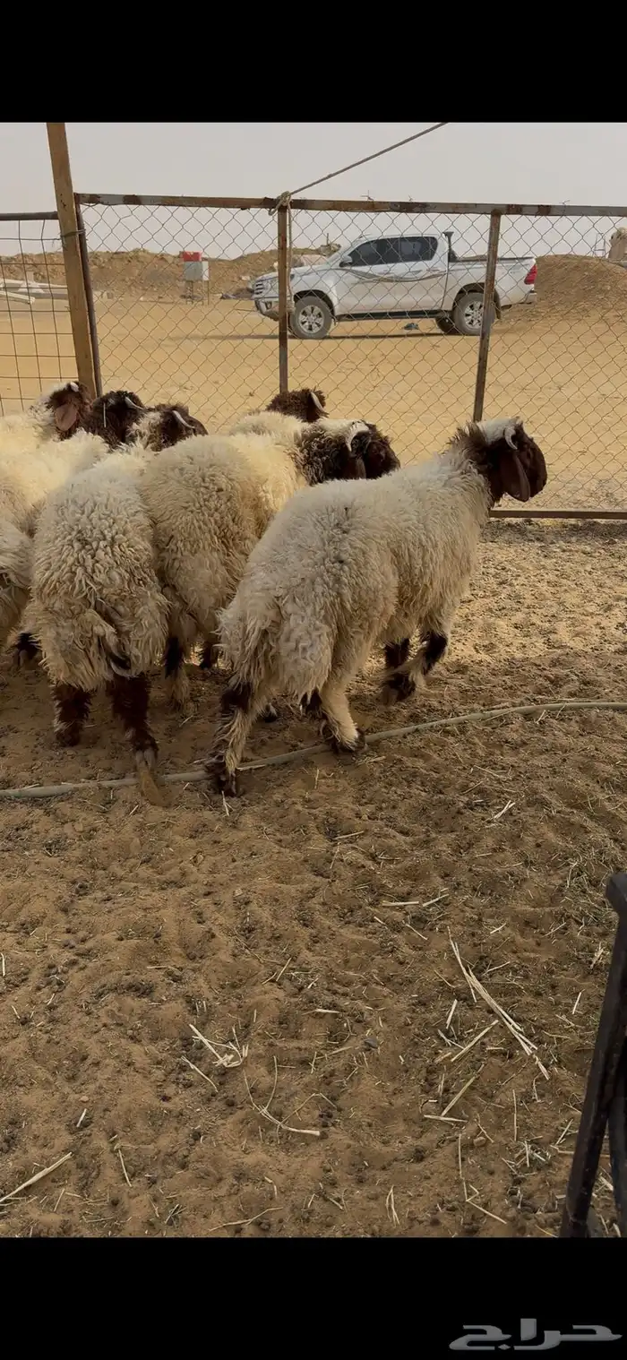 ذبايح نعيم بلدي 1