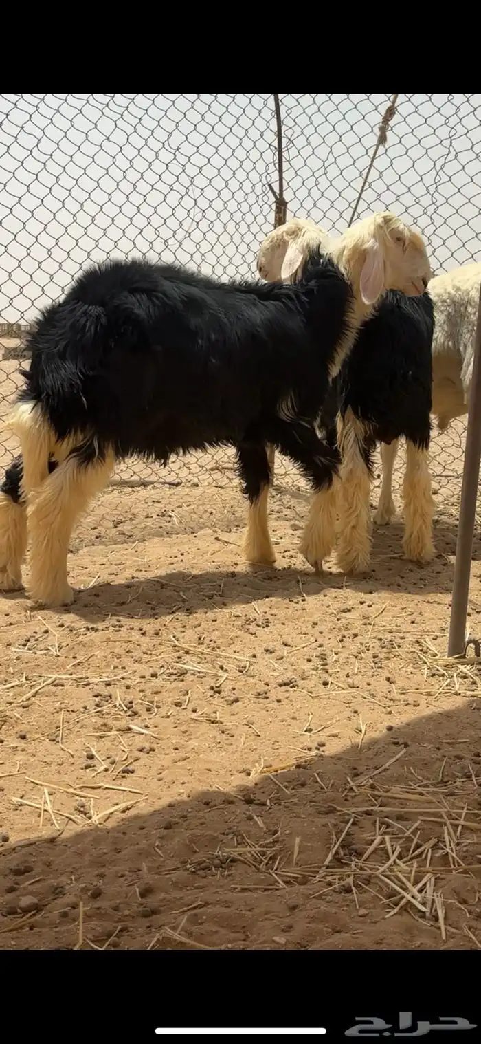 طليان نجد. طيبه اعمره 7شور 0