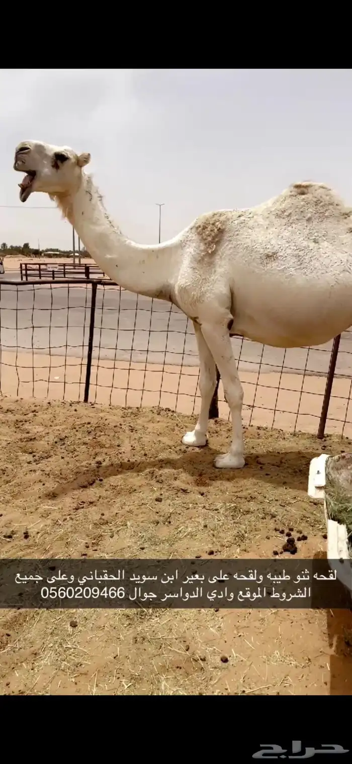 لقحه ثنو طيبه 1