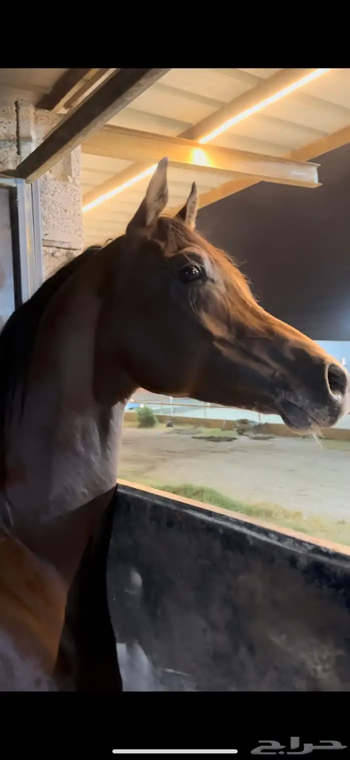 خيل عربي ورق 6