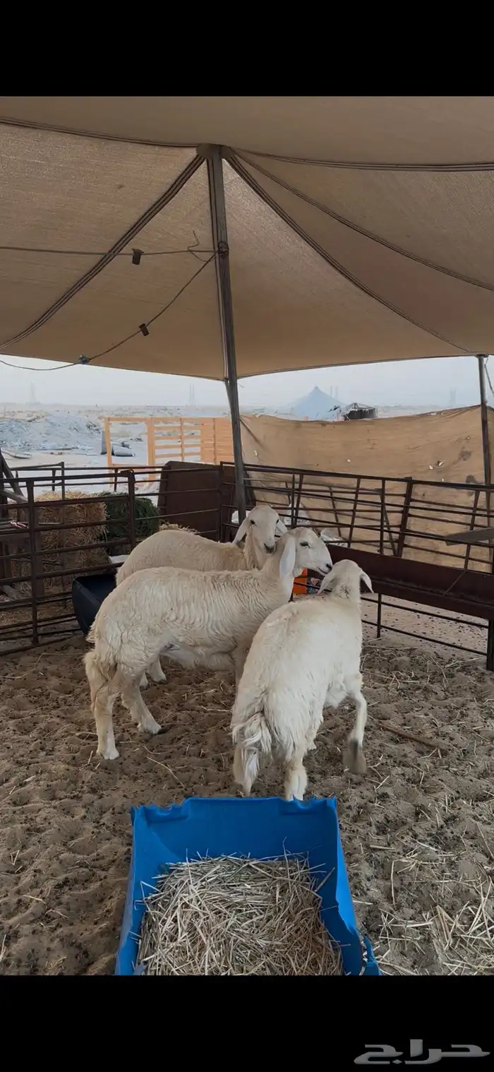 رخال وطليان حريات 1