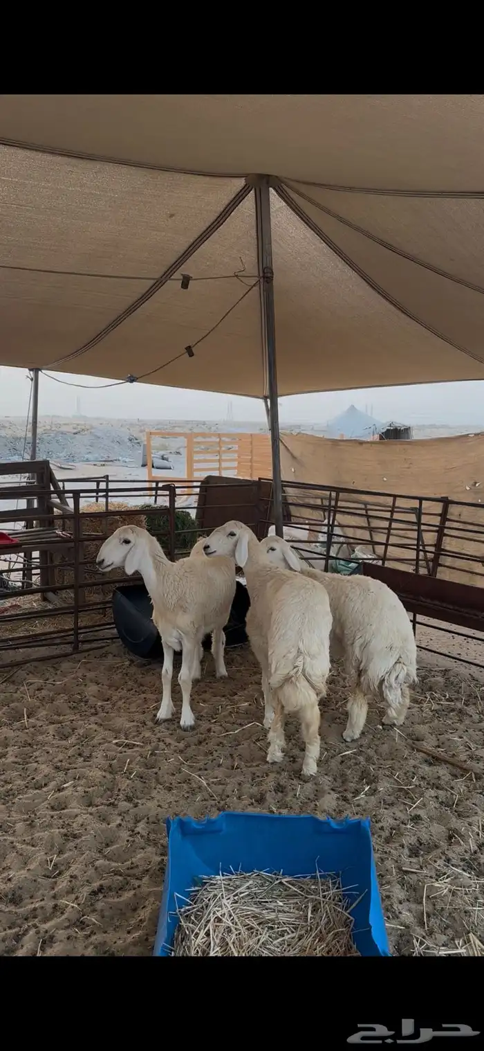 رخال وطليان حريات 0