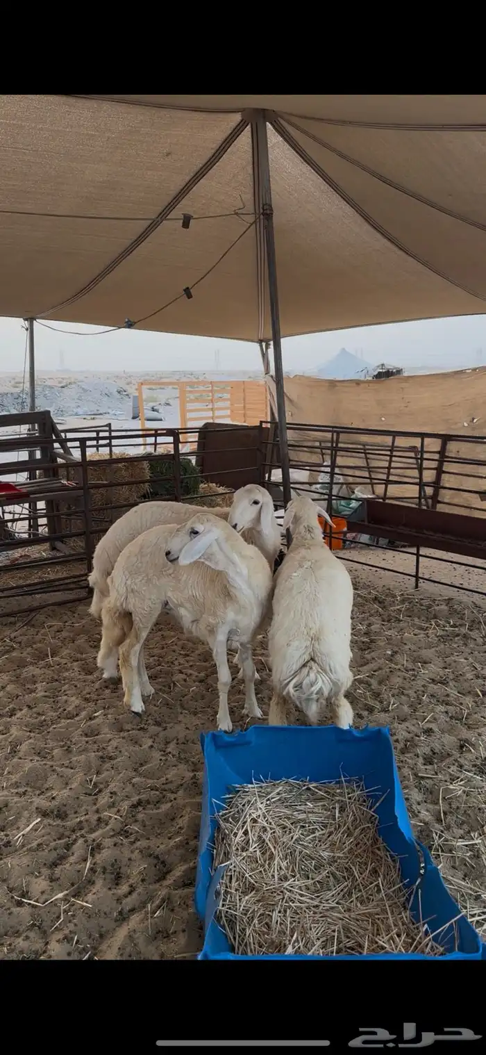 رخال وطليان حريات 2