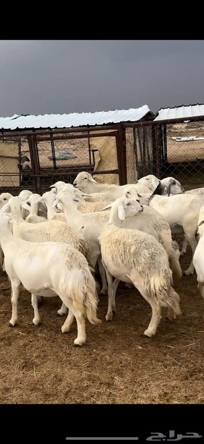 تم البييع 5