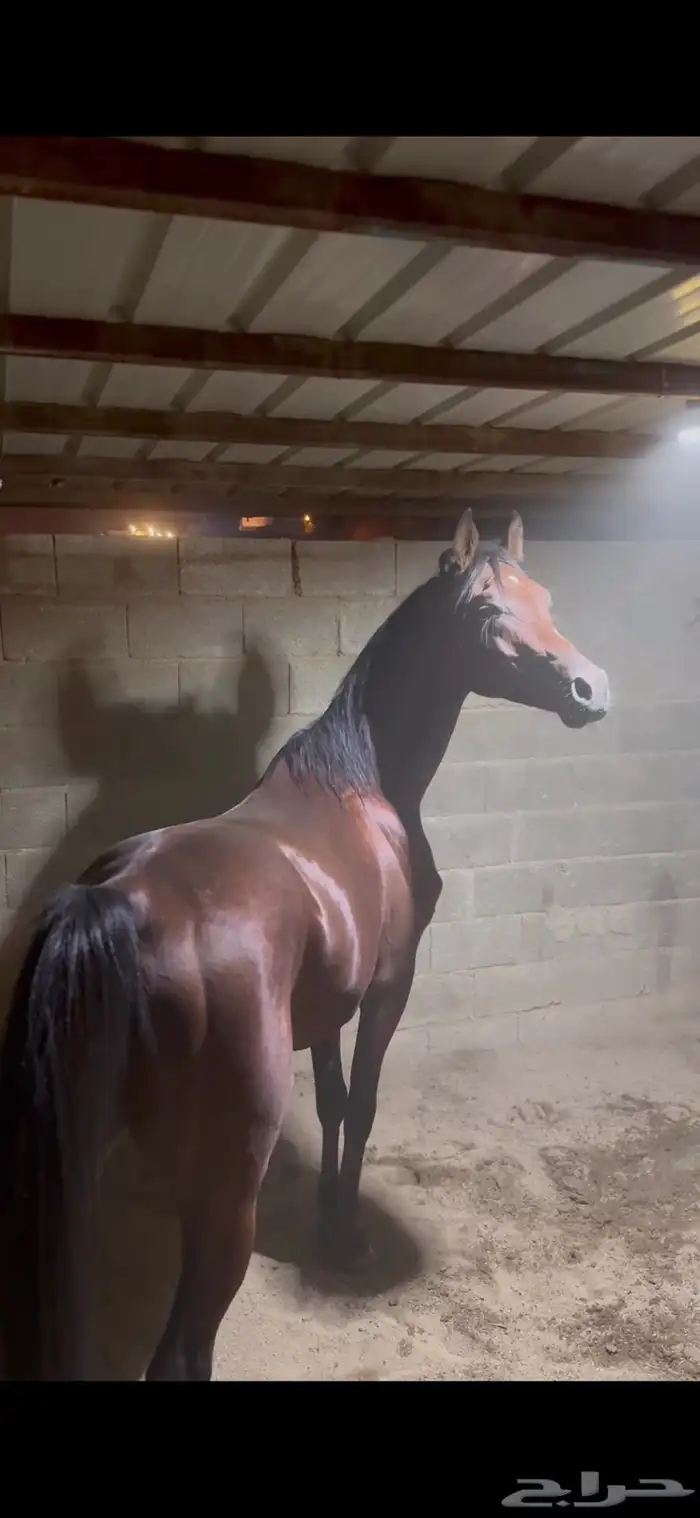 خيل عربي ورق 7