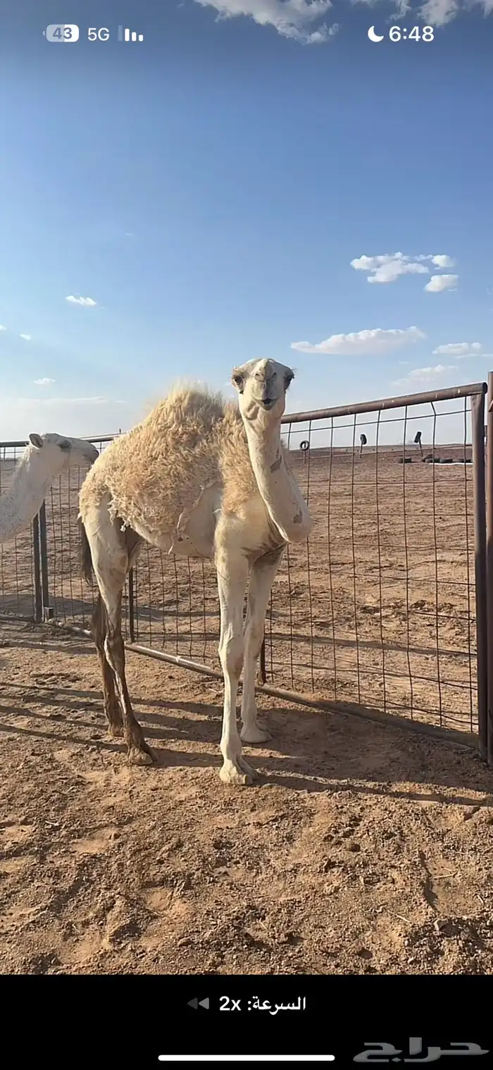 للبيع البكار الطيبات 0