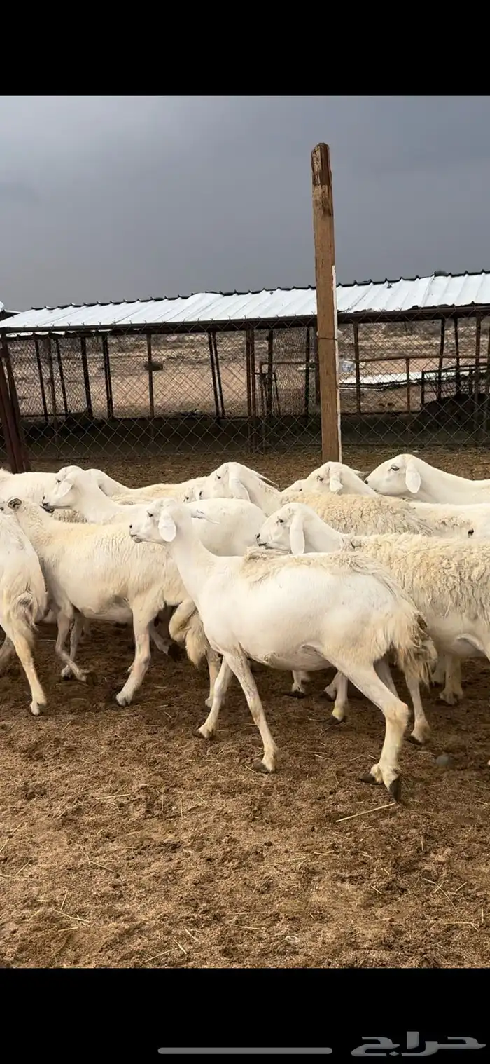 تم البييع 1