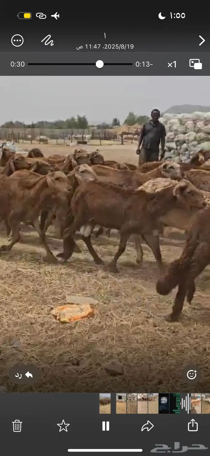 سوكان حمريه 2