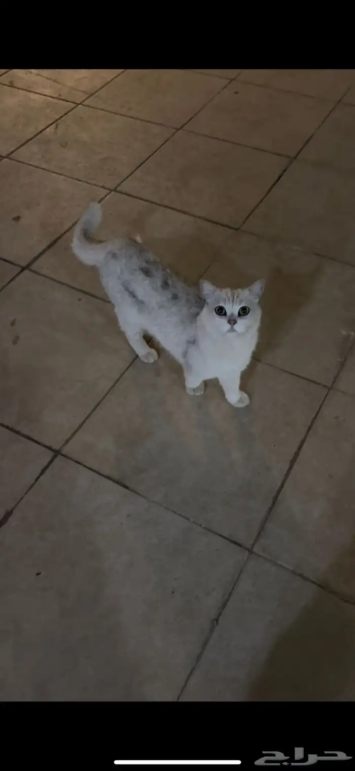 بسة بيت ضايعة في حي الروضة 0