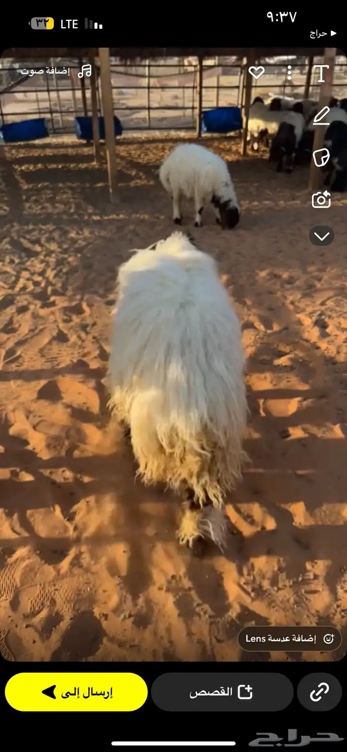 طليان نعيم جبر ( بلدي) 2