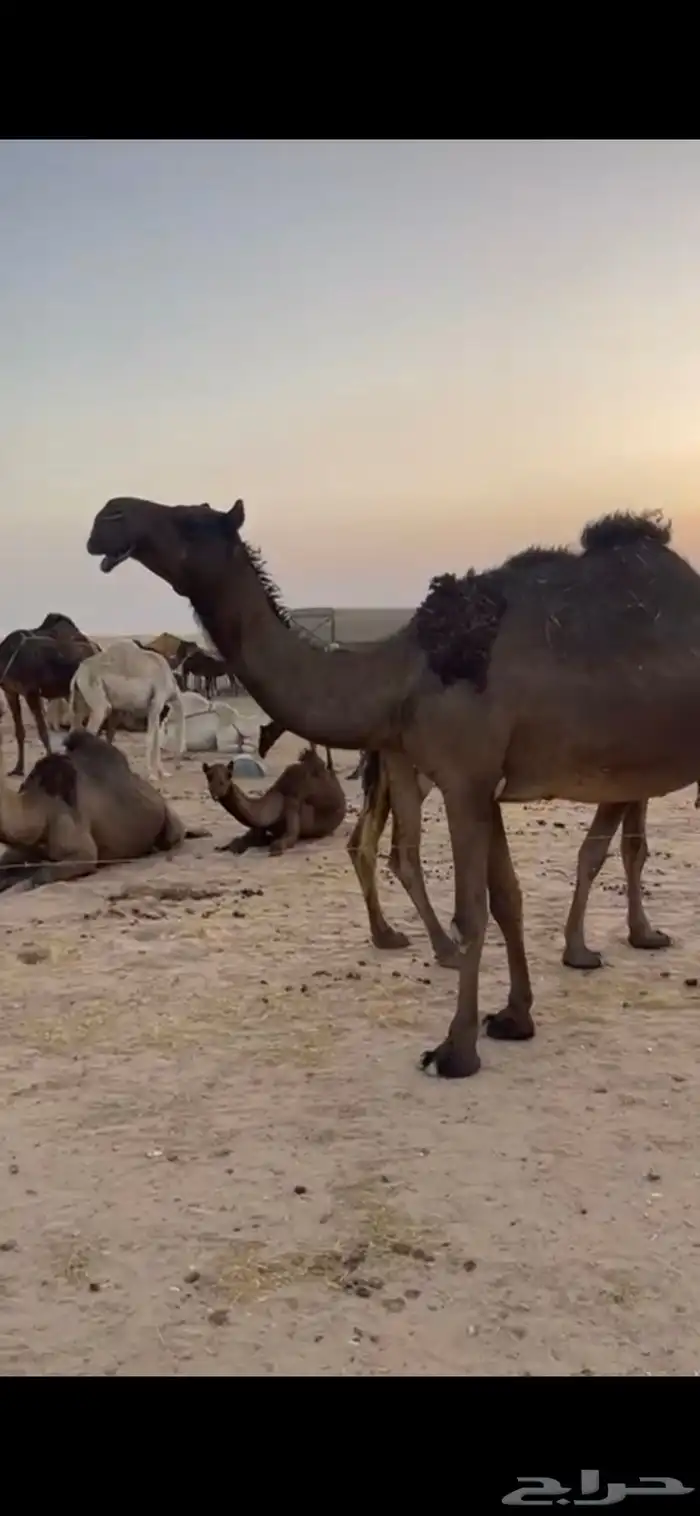 ضروبه طيبه سنها رباع وسليمه جميع العذاريب 0