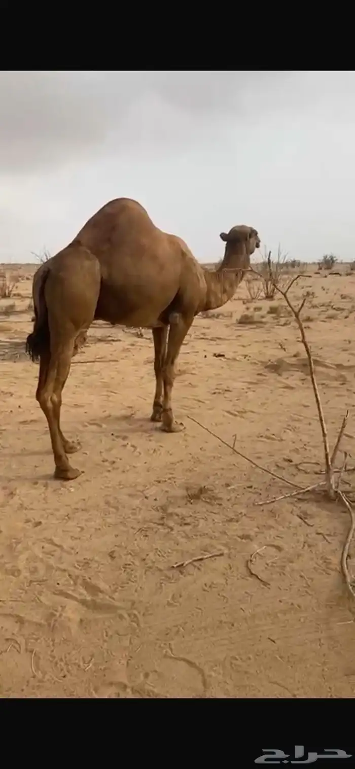 بعير فحل ع كافه الشروط صور انتاجه موجوده 2