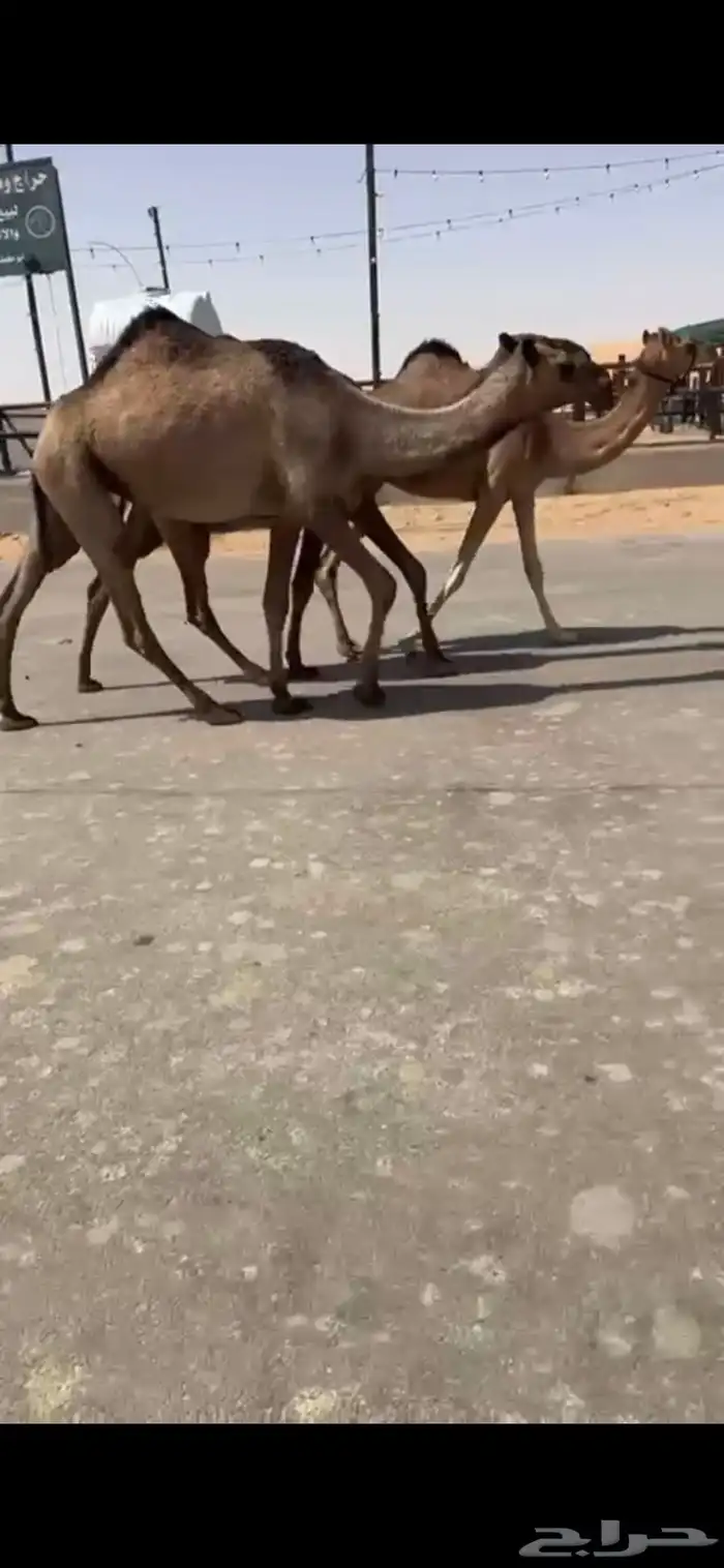 بكار صفر وبكار وضح وخلفتين وضحى وصفرا 10