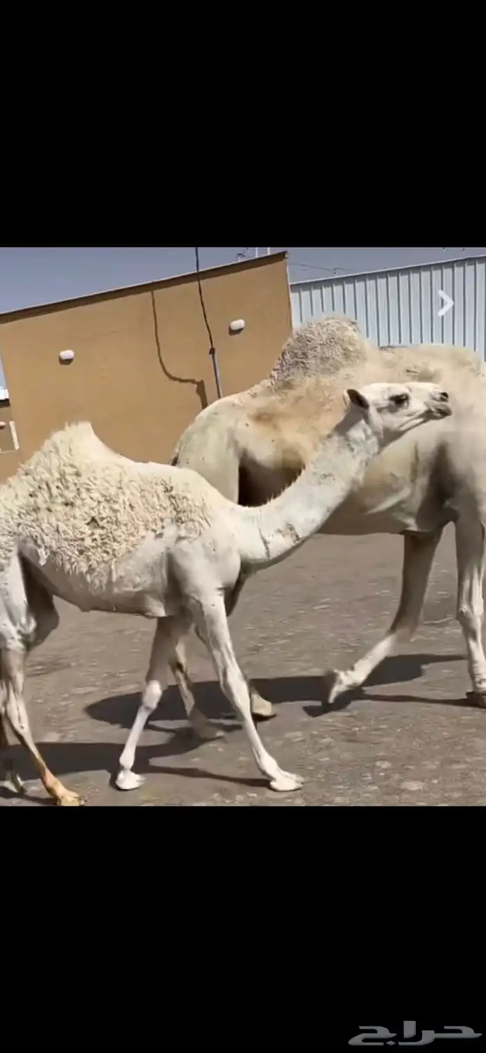 بكار صفر وبكار وضح وخلفتين وضحى وصفرا 3
