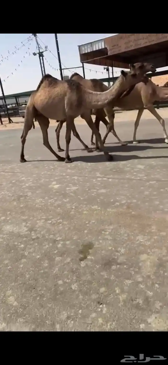 بكار صفر وبكار وضح وخلفتين وضحى وصفرا 8