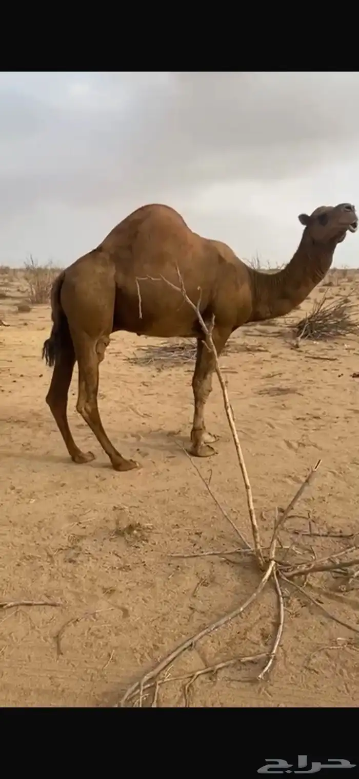 بعير فحل ع كافه الشروط صور انتاجه موجوده 0